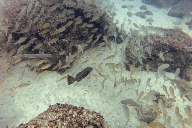 2 Dive Package for PADI Qualified Divers in Gran Canaria - Key things that make this scuba package worth a look