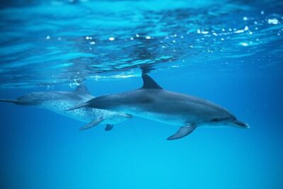 2-Hour Dolphin and Whale Watching in Gran Canaria - What “2.5 Hours” Feels Like on the Water (and Why It’s a Good Chunk)