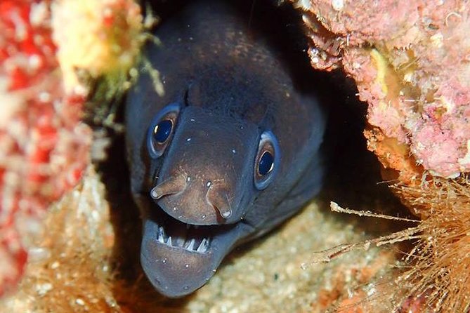6 Diving Sites Scuba Diving Package in Gran Canaria - Puerto de Mogán as your launch point: warmth, logistics, and UNESCO waters