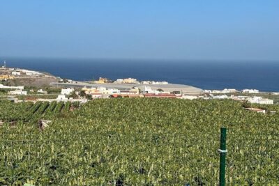 Banana Museum, Rum Distillery & Winery with Tasting: Premium tour - Agaete lunch break: use your free hour well