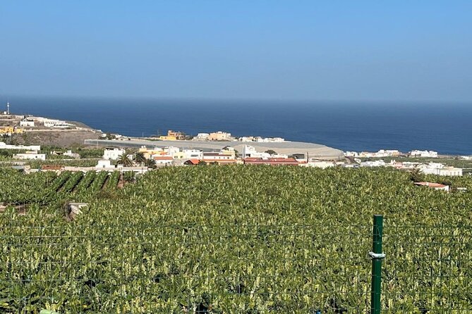 Banana Museum, Rum Distillery & Winery with Tasting: Premium tour - Agaete lunch break: use your free hour well