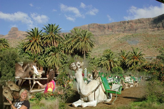 Camel Ride in Fataga with Tapas and drinks - Quick hits before you go