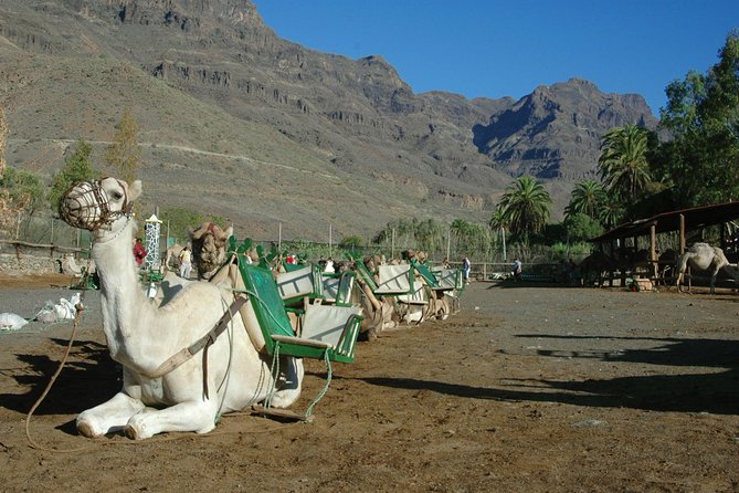Camel Ride in Fataga with Tapas and drinks - Entering the 1000 Palms Valley from the saddle