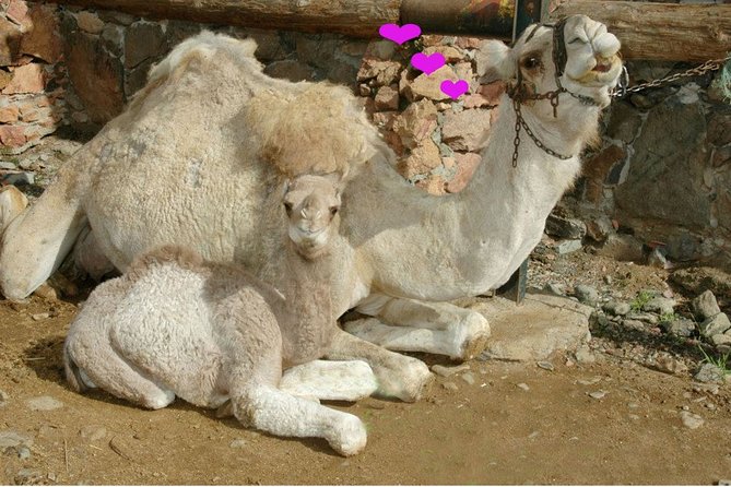 Camel Ride in Fataga with Tapas and drinks - The tapas-and-drinks lunch in a Canarian farm setting