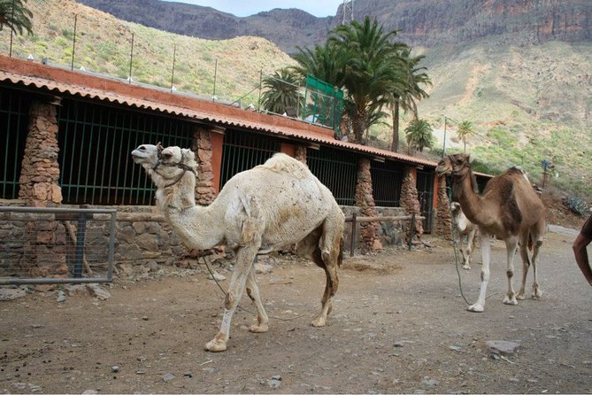 Camel Ride in Fataga with Tapas and drinks - That license to drive camels thing (and why it’s fun)