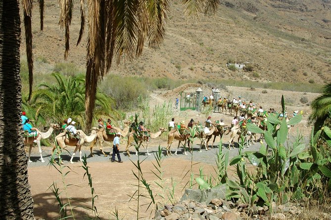 Camel Ride in Fataga with Tapas and drinks - Timing, group size, and how to plan your half day