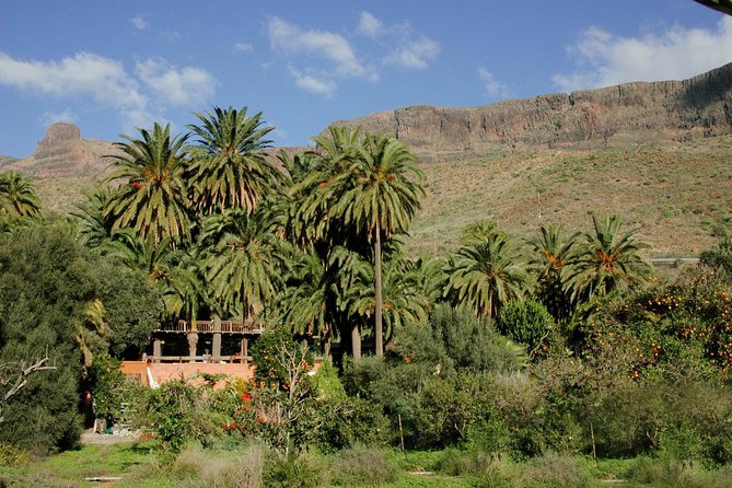 Camel Ride in Fataga with Tapas and drinks - Getting there: the meeting point you should recognize fast