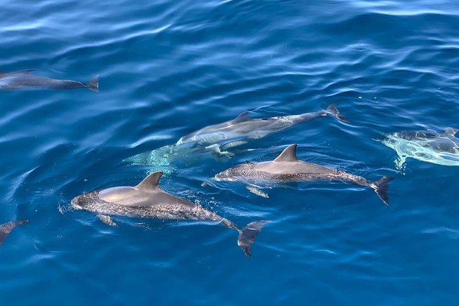 Dolphin Searching Tour in Puerto de Mogán ("KEEPER UNO" Boat) - Included lunch, soft drinks, and crew energy