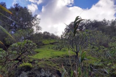 Full day Hiking and Waterfalls Experience - Following the Trail of Gran Canaria’s Microclimates