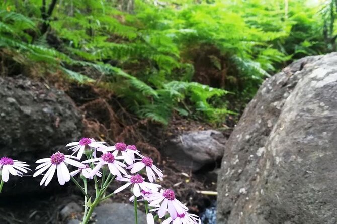 Full day Hiking and Waterfalls Experience - Weather: October to March Can Be Wet and Change the Plan