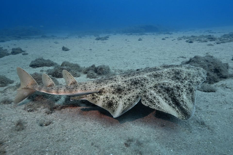 Gran Canaria: 3-Day Open Water Diver Course - Gran Canaria’s Atlantic setup is great for first-timers