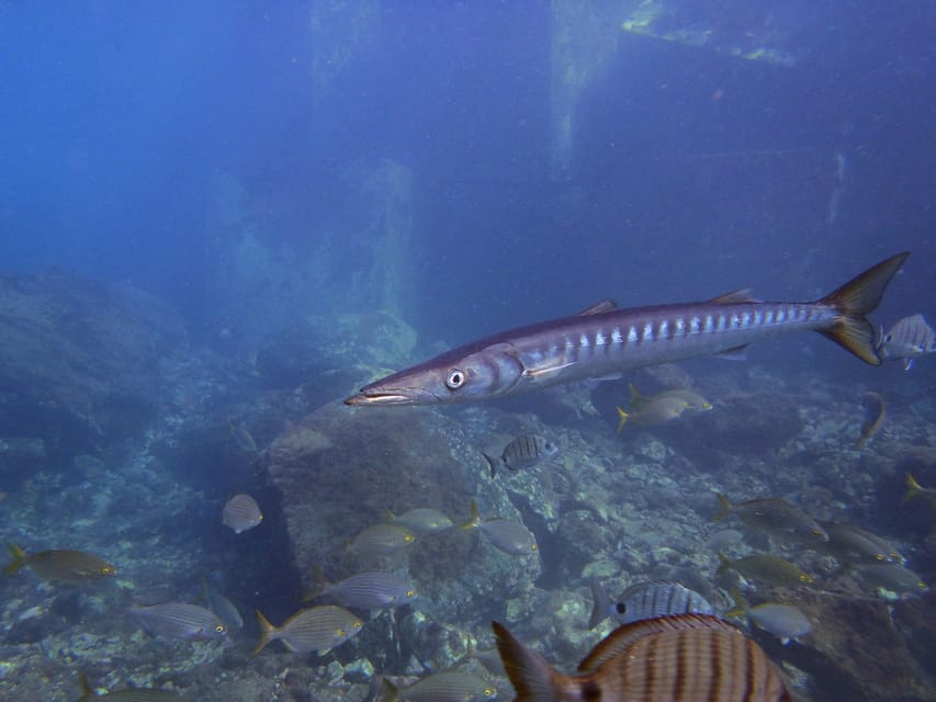 Gran Canaria: 3-Day Open Water Diver Course - Instructor team and language: how to set yourself up for success