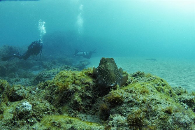 Gran Canaria 3 days / 6 dives in Various Locations - Key things that make this trip work