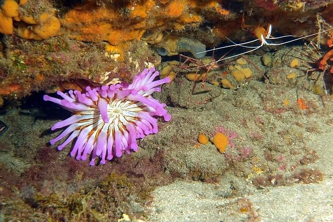 Gran Canaria 3 days / 6 dives in Various Locations - The local crew’s touch: Chris, Kate, and the team dynamic