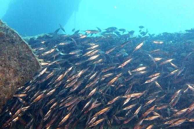 Gran Canaria 3 days / 6 dives in Various Locations - Transport, timing, and weather reality (and how the crew handles it)