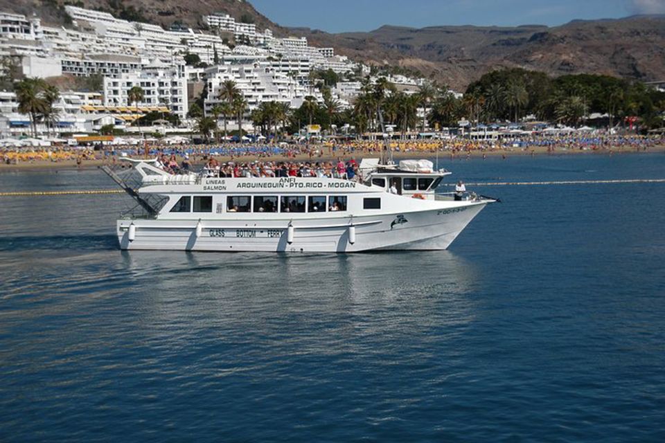Gran Canaria: Dolphin and Whale Watching Cruise - Who Should Book This Cruise