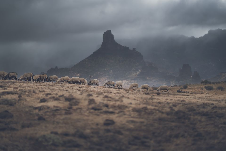 Gran Canaria: Full-Day Customizable Private Photography Tour - Price and value: why $324 can make sense for photos