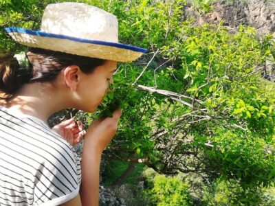 Gran Canaria: Green Witchcraft in the Magic Island - Yerbería (Canarian herbalism): how “witchcraft” becomes practical plant use