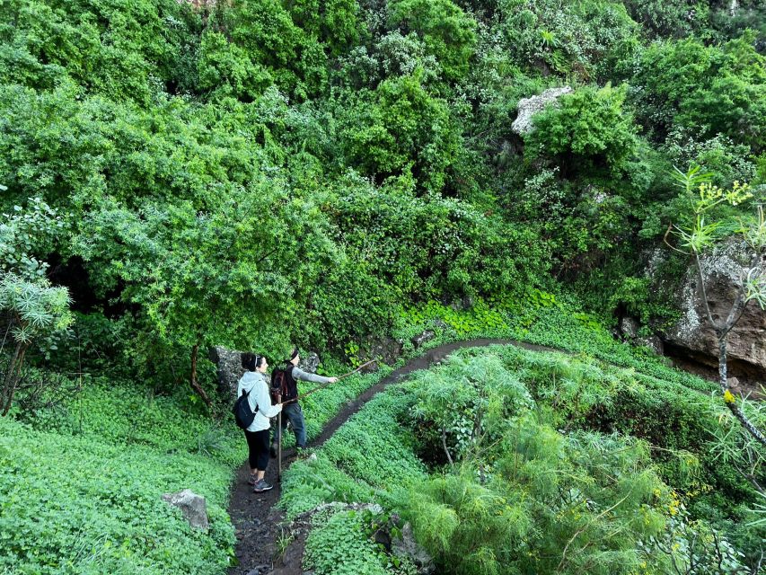 Gran Canaria: Green Witchcraft in the Magic Island - Price and value: why $69 feels fair for this kind of guided plant day