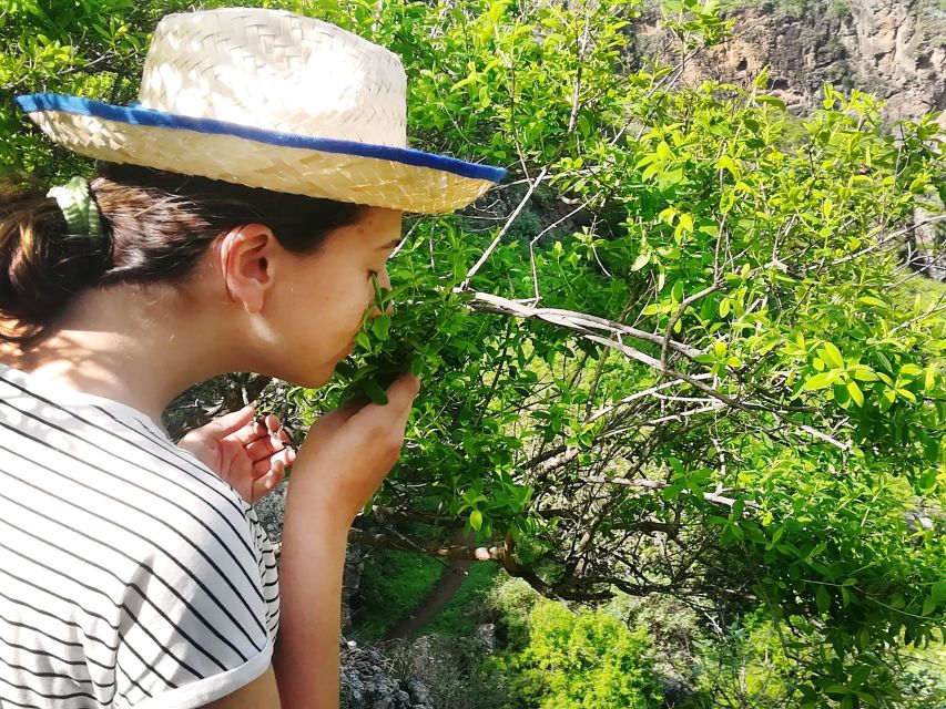 Gran Canaria: Green Witchcraft in the Magic Island - Yerbería (Canarian herbalism): how “witchcraft” becomes practical plant use