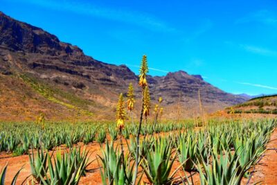 Gran Canaria Highlights Full-Day Tour by Bus - Getting to Parque Tropical is the real first step