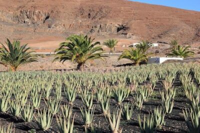 Gran Canaria Historic Tour - Yestarday and Today Premium - Price and value: what you really get for $58.38