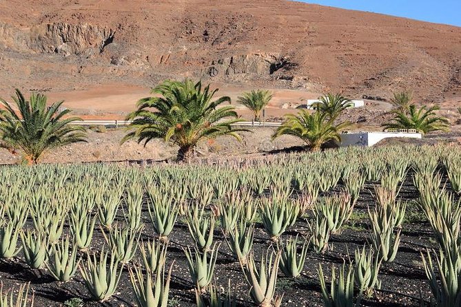 Gran Canaria Historic Tour - Yestarday and Today Premium - Price and value: what you really get for $58.38
