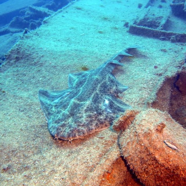Gran Canaria: Morning Scuba Dive - Boat to the Underwater Spots: Why the Morning Feels Efficient