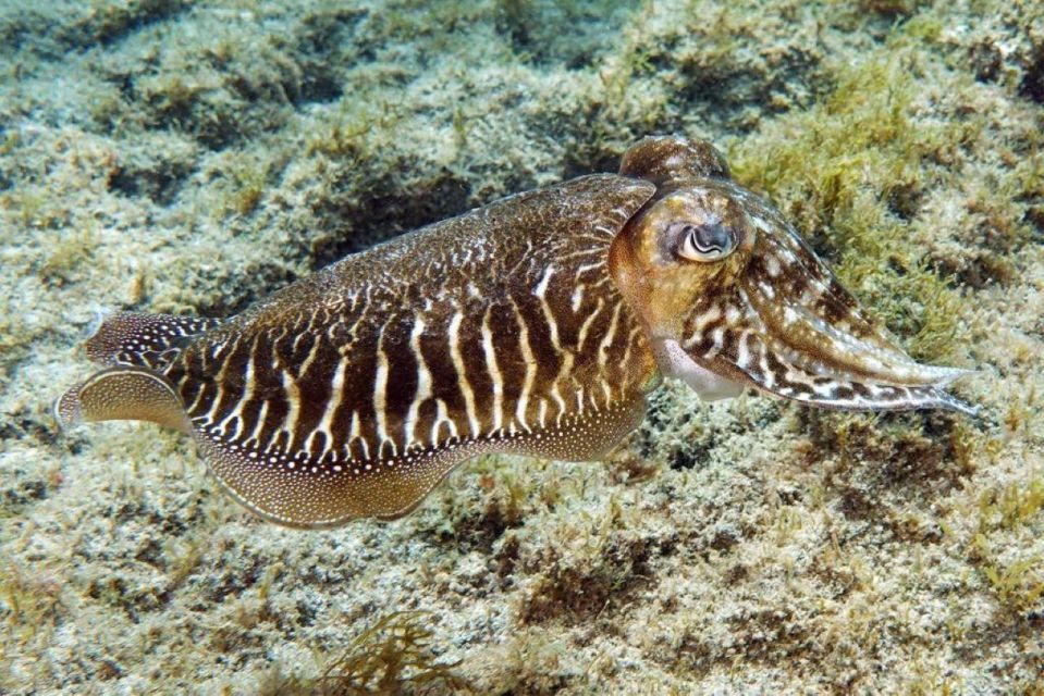 Gran Canaria: Scuba Diving for Beginners - Theory and safety basics: what you learn before you ever go under