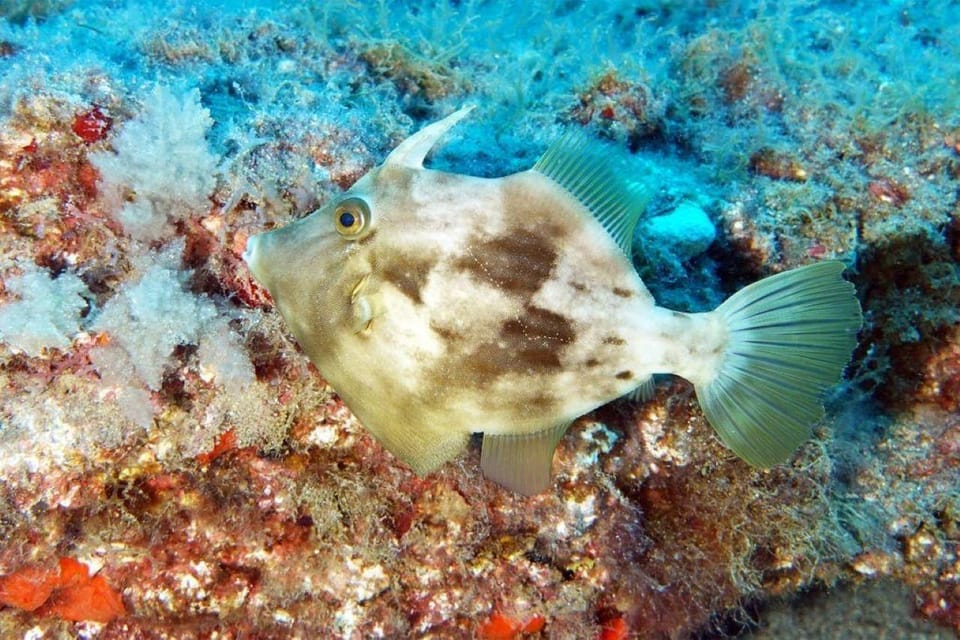 Gran Canaria: Snorkeling Trip - Value check: $53 for gear + guide (and why food matters)