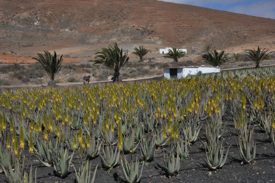 Gran Canaria Tour: Past and Present - Key Things to Know Before You Go
