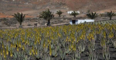 Gran Canaria Tour: Past and Present - Guayadeque Valley and Its Cave Dwellings: The Day’s Most Memorable Stop