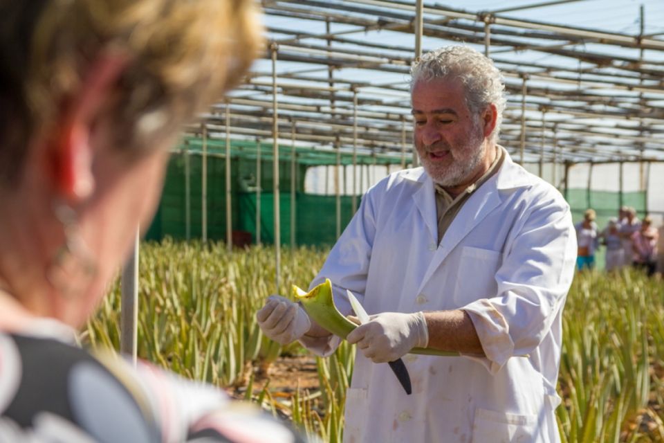 Gran Canaria Tour: Past and Present - Fataga Valley of Thousand Palms and the Aloe Vera Estate