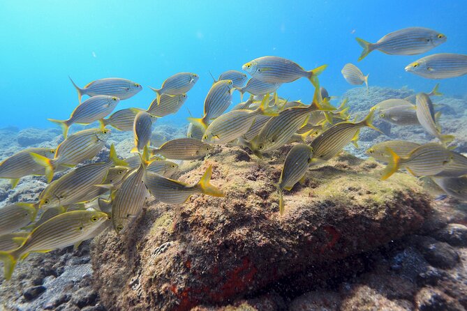 Guided Snorkelling Experience in South of Gran Canaria - Playa de Amadores: the shore entry that sets the tone
