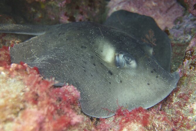 Guided Snorkelling Experience in South of Gran Canaria - Walking back in: helping you take it all off and go