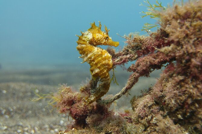 Guided Snorkelling Experience in South of Gran Canaria - Pickup and location: easy access for South Gran Canaria stays