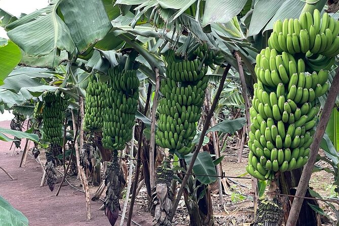 Guided tour of the Banana World - Tastings and the shop: banana wine, jam, and other island-made products