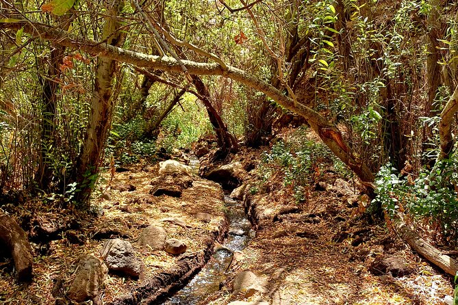 Hiking in Waterfalls & Rainforest with local guides: Sky Rebels - Price and value: what $98.52 buys you (and why it’s fair)