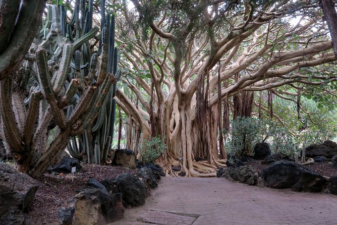 Las Palmas, Botanical Garden & Bandama Crater tour - Gran Canaria - Who this tour suits (and who might want a different plan)
