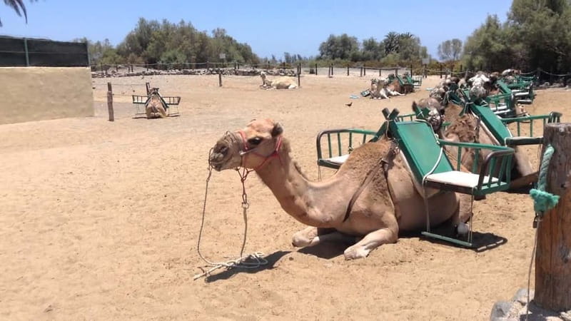 Maspalomas: 2-Seater E-Scooter Dunes Tour with Camel - From Meloneras gates to the old lighthouse: quick culture stops