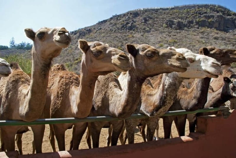 Maspalomas: 2-Seater E-Scooter Dunes Tour with Camel - Price and value: what $101 buys you (and what to factor)