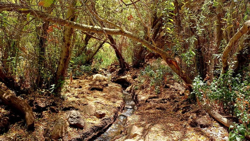 Maspalomas: Barranco de los Cernicalos Rainforest Hike - Why Barranco de los Cernícalos Feels Like a Different World