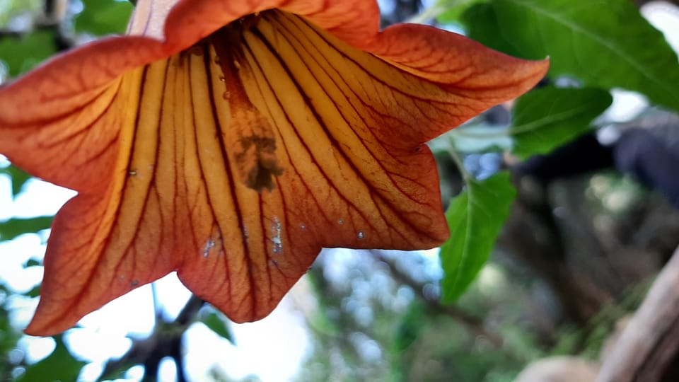 Maspalomas: Barranco de los Cernicalos Rainforest Hike - Pickup, Van Time, and How the Day Flows