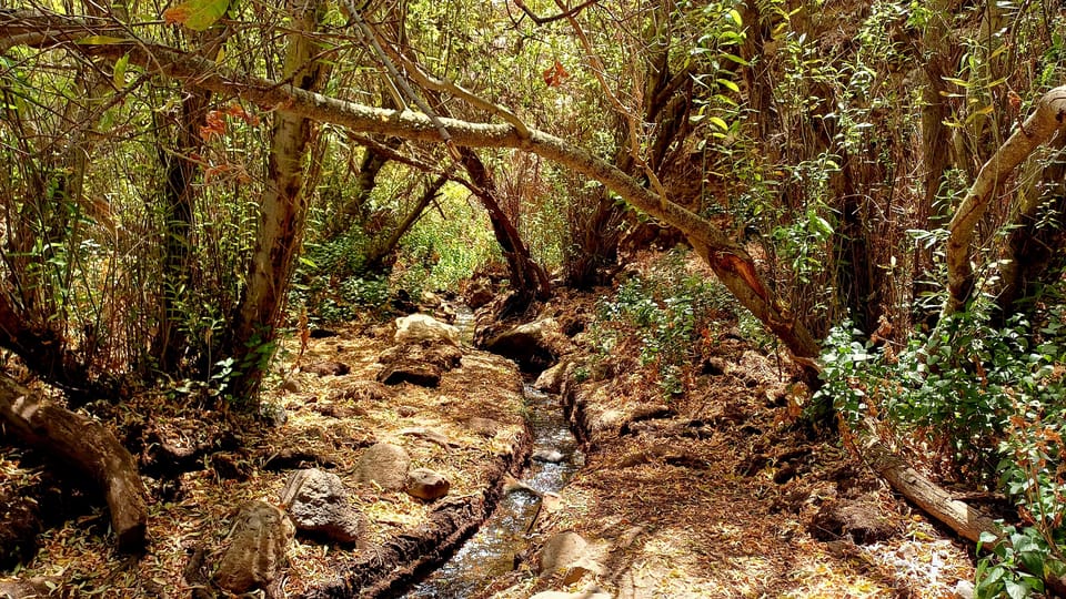 Maspalomas: Barranco de los Cernicalos Rainforest Hike - Stop by Stop: What You’ll Actually Do