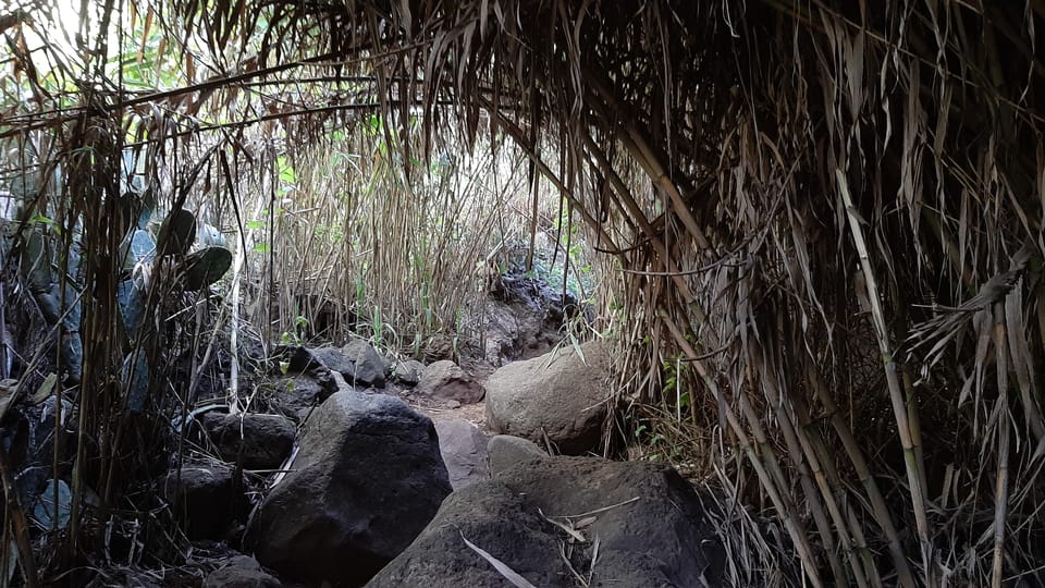 Maspalomas: Barranco de los Cernicalos Rainforest Hike - Food and Energy: What’s Included (and What Isn’t)