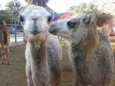 Maspalomas: Guided Camel Ride in the Maspalomas Sand Dunes - Where to Meet at Charca Maspalomas (and What the Setup Feels Like)