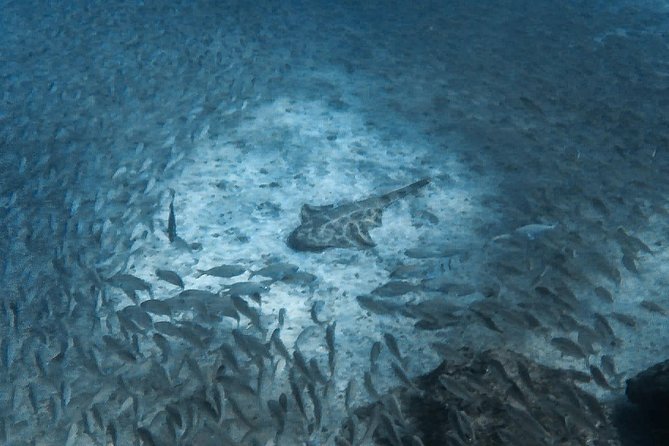 Open Water Diver Scuba Diving Course in Puerto de Mogan - Ocean time: what the open-water sessions feel like (and what to watch for)