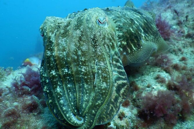PADI Advanced Diving Course in Gran Canaria - Choosing your electives: boat outings, wreck visits, and night sessions