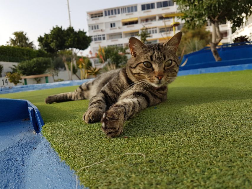 Playa del Inglés: Minigolf Taidia - Price and value: $11 for 18 holes (and why it can feel fair or not)