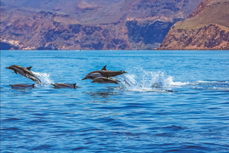 Puerto Rico de Gran Canaria: Premium Dolphin Catamaran Tour - Key points I’d plan around
